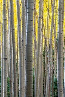 Gathering Of Yellow Aspen In The Uncompahgre National Forest Fine Art Print