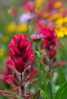 Alpine Wildflowers With Paintbrush Fine Art Print