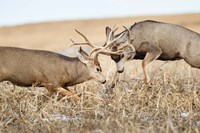 Mule Deer Bucks Fighting Fine Art Print