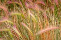 Fox-Tail Barley, Routt National Forest, Colorado Fine Art Print