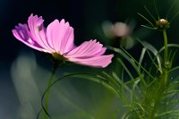 Close-Up Of Cosmos Flower And Bud Fine Art Print