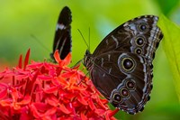 Blue Morpho Butterfly On A Flower Fine Art Print