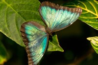 Blue Morpho Butterfly On A Leaf Fine Art Print