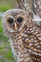 Fledgling Barred Owl In Everglades National Park, Florida Fine Art Print