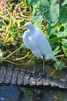 Egret On An Alligator'a Tail Fine Art Print
