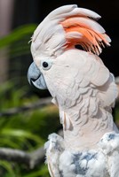 Citron Cockatoo Fine Art Print