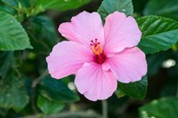 Single Pink Hibiscus Fine Art Print