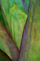 Agave Detail, Florida Fine Art Print