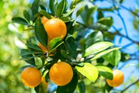 Florida Orange Tree Fine Art Print