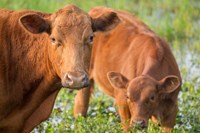 Close-Up Of Red Angus Cow Fine Art Print