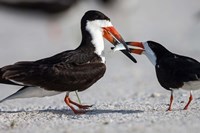 Black Skimmer Fighting Over A Minnow Fine Art Print