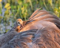 Sandhill Crane On Nest With Baby On Back, Florida Fine Art Print