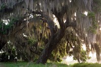 Morning Light Illuminating The Moss Covered Oak Trees, Florida Fine Art Print