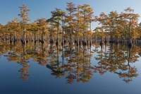 Pond Cyprus In Early Morning Light, Georgia Fine Art Print