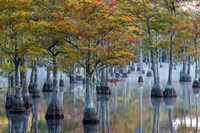 Pond Cyprus At  George L Smith State Park, Georgia Fine Art Print