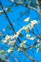 Flowering Dogwood, Savannah, Georgia Fine Art Print