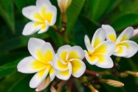 Plumeria Flowers, Island Of Kauai, Hawaii Fine Art Print