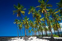 Coconut Palms At Pu'uhonua O Honaunau National Historic Park, Hawaii Fine Art Print
