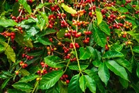 Red Kona Coffee Cherries, Hawaii Fine Art Print