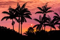 Sunset Through Silhouetted Palm Trees, Kona Coast, Hawaii Fine Art Print