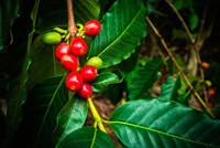 Red Kona Coffee Cherries On The Vine, Hawaii Fine Art Print