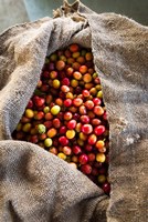 Harvested Coffee Cherries In A Burlap Sack, Hawaii Fine Art Print