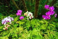 Orchids At The Hawaii Tropical Botanical Garden Fine Art Print