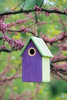 Bird House In Eastern Redbud, Marion, IL Fine Art Print