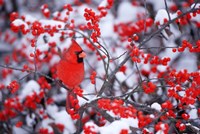 Northern Cardinal In The Winter, Marion, IL Fine Art Print