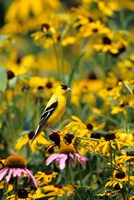 American Goldfinch On Black-Eyed Susans, Illinois Fine Art Print