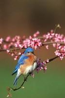 Eastern Bluebird N Redbud Tree In Spring, Illinois Fine Art Print