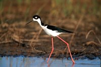 Black-Necked Stilt, Illinois Fine Art Print