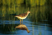 Greater Yellowlegs In Wetland, Illinois Fine Art Print