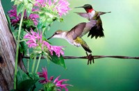 Ruby-Throated Hummingbirds At Bee Balm Fine Art Print