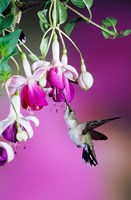 Ruby-Throated Hummingbird Near Hybrid Fuchsia Fine Art Print