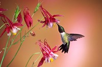 Ruby-Throated Hummingbird On Crimson Star Columbine Fine Art Print