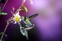 Ruby-Throated Hummingbird Females At Mckana Hybrid Columbine, Shelby County, Illinois Fine Art Print