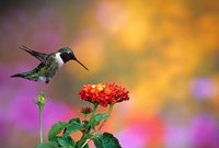 Ruby-Throated Hummingbird At Dallas Red Lantana Fine Art Print