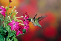 Ruby-Throated Hummingbird At Hummingbird Rose Pink Nicotiana Fine Art Print