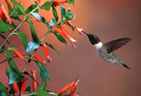 Ruby-Throated Hummingbird At Cigar Plant Fine Art Print