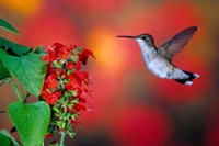 Ruby-Throated Hummingbird On Scarlet Sage Fine Art Print