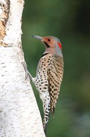 Northern Flicker On A Birch Tree Fine Art Print