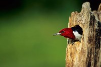 Red-Headed Woodpecker In Nest Cavity, Illinois Fine Art Print