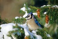 Blue Jay In Winter Spruce Tree Fine Art Print