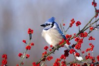 Blue Jay In Icy Green Hawthorn Tree Fine Art Print