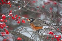 American Robin Eating Berry In Common Winterberry Bush Fine Art Print