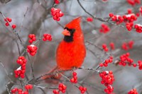 Northern Cardinal In Common Winterberry Bush Fine Art Print