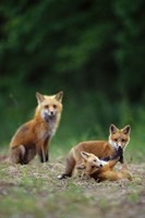 Red Fox Adults With Kit Fine Art Print