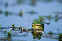 American Bullfrog In The Wetlands Fine Art Print
