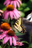 Eastern Tiger Swallowtail On A Purple Coneflower Fine Art Print